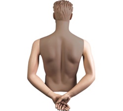Male Mannequin Arms: Hands Behind Back, Fleshtone (Arms Only)